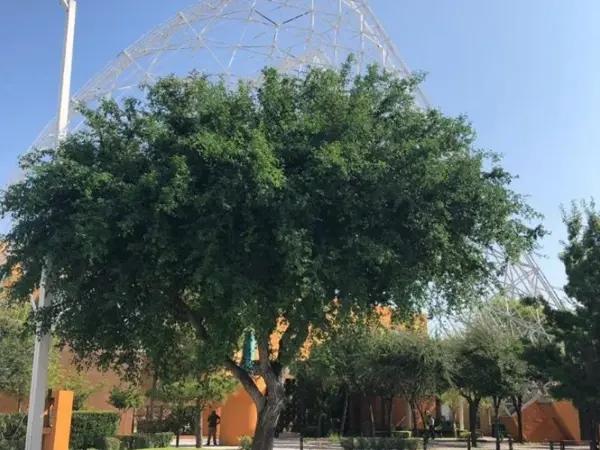 Terreno en venta en Residencial el Fresno, Torreón, Coahuila de Zaragoza