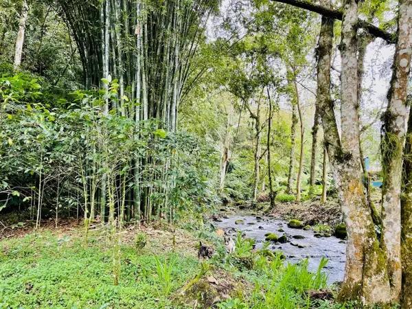 Finca Cafetalera Macadamia  Citricos con Rio Casas Campestres