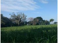 Terreno en venta en Nogueras, Comala, Colima Terreno en venta en Nogueras, Comala, Colima