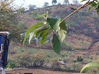 Terreno en venta en Camino Antiguo a Tepoztlán, Tepoztlán, Morelos Terreno en venta en Camino Antiguo a Tepoztlán, Tepoztlán, Morelos
