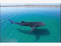 Terreno en venta en Paraíso del Mar, La Paz, Baja California Sur Terreno en venta en Paraíso del Mar, La Paz, Baja California Sur