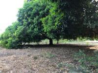 Terreno en venta en El Copital, Medellín de Bravo, Veracruz de Ignacio de la Llave Terreno en venta en El Copital, Medellín de Bravo, Veracruz de Ignacio de la Llave