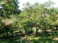 Terreno en venta en Santo Domingo Ocotitlán, Tepoztlán, Morelos Terreno en venta en Santo Domingo Ocotitlán, Tepoztlán, Morelos