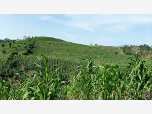 Terreno en venta en Santa Águeda, Papantla, Veracruz de Ignacio de la Llave Terreno en venta en Santa Águeda, Papantla, Veracruz de Ignacio de la Llave