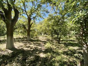 Terreno en venta en Parras de la Fuente Centro, Parras, Coahuila de Zaragoza Terreno en venta en Parras de la Fuente Centro, Parras, Coahuila de Zaragoza