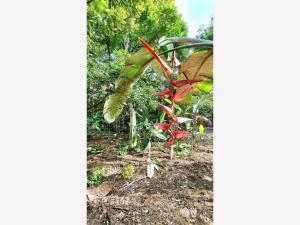 Terreno en venta en Comala, Comala, Colima Terreno en venta en Comala, Comala, Colima