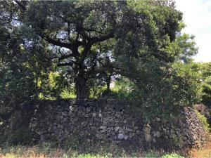 Terreno en venta en San Andrés de la Cal, Tepoztlán, Morelos Terreno en venta en San Andrés de la Cal, Tepoztlán, Morelos