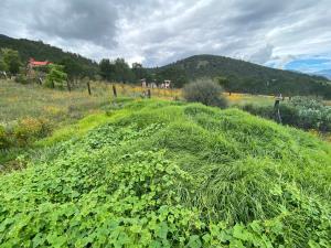 Terreno en venta en San Antonio de las Alazanas, Arteaga, Coahuila de Zaragoza Terreno en venta en San Antonio de las Alazanas, Arteaga, Coahuila de Zaragoza