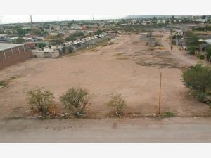 Terreno en renta en San Alberto, Gómez Palacio, Durango Terreno en renta en San Alberto, Gómez Palacio, Durango