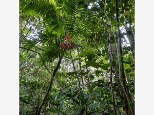Terreno en venta en San Pedro, Tuxtla Gutiérrez, Chiapas Terreno en venta en San Pedro, Tuxtla Gutiérrez, Chiapas