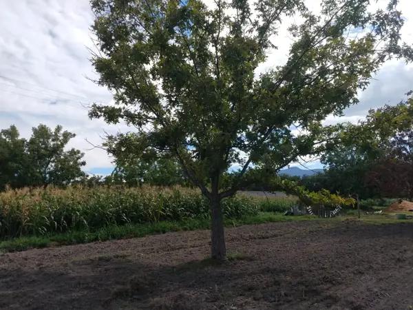 Terreno en venta en Del Perico, Parras, Coahuila de Zaragoza Terreno en venta en Del Perico, Parras, Coahuila de Zaragoza