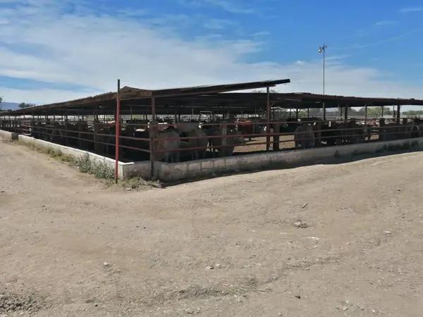Finca-Rancho en venta en Pastor Rouaix, Gómez Palacio, Durango Finca-Rancho en venta en Pastor Rouaix, Gómez Palacio, Durango