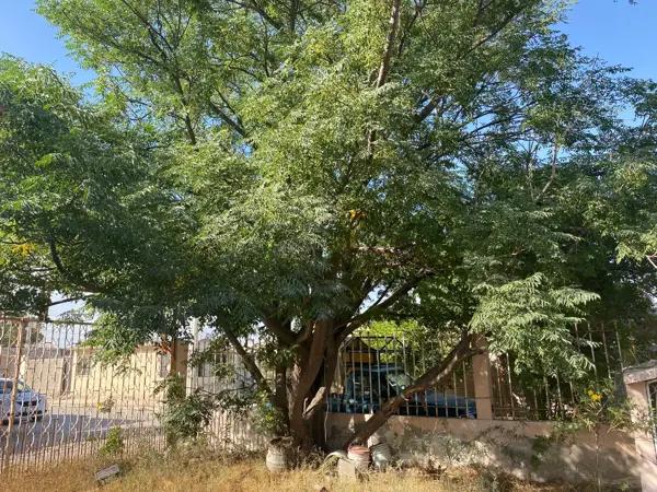 Terreno en venta en Rincón del Bosque, Torreón, Coahuila de Zaragoza Terreno en venta en Rincón del Bosque, Torreón, Coahuila de Zaragoza
